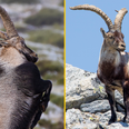 Wild goat pushes female hiker, 64, off cliff in Spain – then knocks her friend unconscious