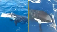 Boat captain twice ambushed by killer whales says 'they knew exactly what they're doing'