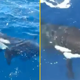 Boat captain twice ambushed by killer whales says ‘they knew exactly what they’re doing’