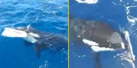 Boat captain twice ambushed by killer whales says ‘they knew exactly what they’re doing’