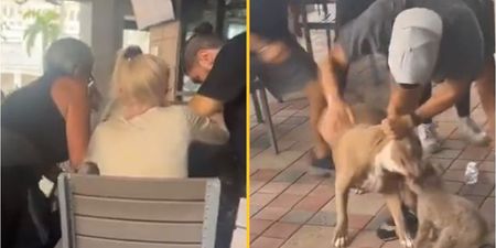 Terrifying moment pitbull snatches small dog from woman’s lap in restaurant