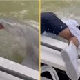 Warning issued after man dragged into water by shark in Florida
