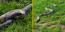 Man sparks debate after taking 20 snakes to sunbathe in local park