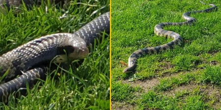 Man sparks debate after taking 20 snakes to sunbathe in local park