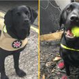 Britain’s longest-serving fire investigation dog retires after 11 years of service
