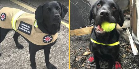 Britain’s longest-serving fire investigation dog retires after 11 years of service