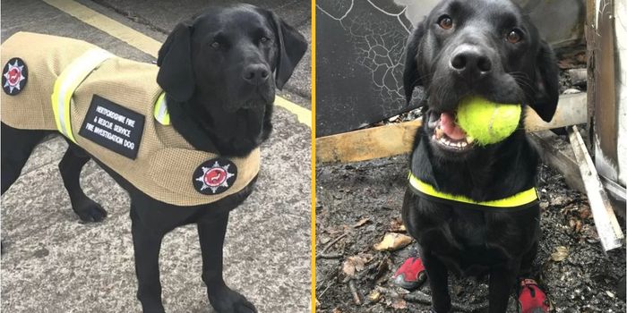 Britain's longest-serving fire investigation dog retires after 11 years of service