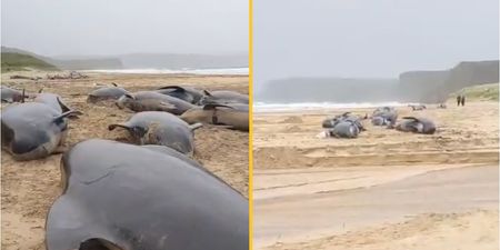 Mystery as pod of 55 whales dies on Scottish beach