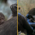 ‘Male’ gorilla shocks zookeepers by giving birth