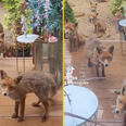 Woman goes viral for feeding the same fox family for 25 years