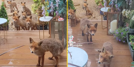 Woman goes viral for feeding the same fox family for 25 years