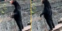 Zoo denies claims star attraction is ‘human in a bear suit’
