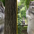 Man spends £19,000 on ‘ultra-realistic’ wolf costume to fulfil dream of living like wild animal