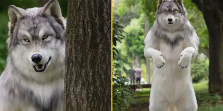 Man spends £19,000 on ‘ultra-realistic’ wolf costume to fulfil dream of living like wild animal