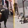 Man seriously injured after being gored during bull run in Spain