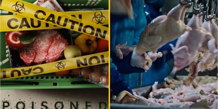 Netflix documentary Poisoned is making viewers 'not want to eat again'
