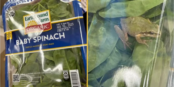 Family find live frog in bag of 'triple washed spinach'
