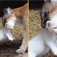 Puma makes history by giving birth to extremely rare albino cub
