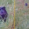 Image surfaces ‘proving’ big cat predator is prowling around UK countryside