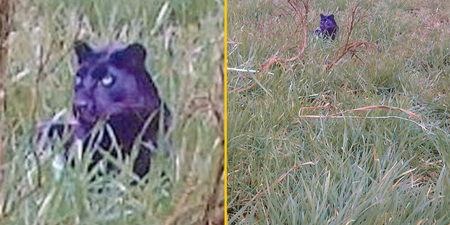 Image surfaces ‘proving’ big cat predator is prowling around UK countryside