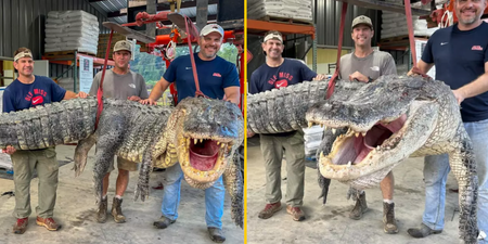 Huge alligator weighing 57 stone sets record and leaves hunters ‘mentally exhausted’