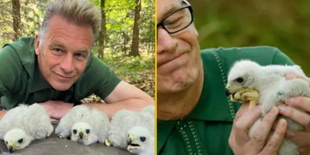 Chris Packham reported to police for sniffing wild goshawk chicks live on TV