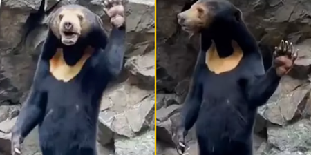 ‘Human bear’ at Chinese zoo is seen waving in new video