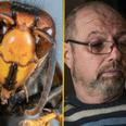 Pubgoers warned over Asian Hornet invasion after they ‘develop taste for beer’