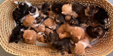 Basket full of 26 kittens left on charity’s doorstep in Bristol