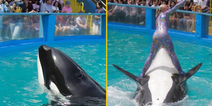 ‘World’s loneliest orca’ dies just before she was set to be released after 50 years