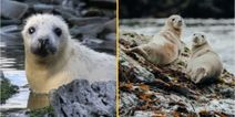 Volunteers wanted to move to island near Isle of Man and count the seals