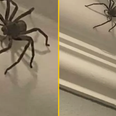 Brit discovers huge spider in their home but refuses to let it be killed