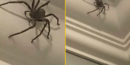 Brit discovers huge spider in their home but refuses to let it be killed