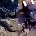 13-foot alligator caught carrying lifeless human body down canal in Florida