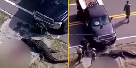 13-foot alligator caught carrying lifeless human body down canal in Florida