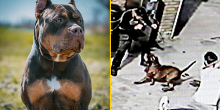 American bully XLs would not be culled under plan to ban dangerous dog