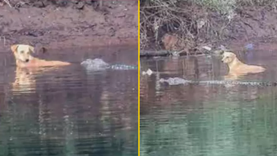 Crocodiles save dog that was stranded in river instead of eating it