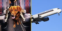 Plane passengers get $1,400 refund after dog farted on them for 13 hours