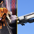 Plane passengers get $1,400 refund after dog farted on them for 13 hours