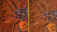 Scientists find ‘giant’ dinosaur spider fossil in Australia
