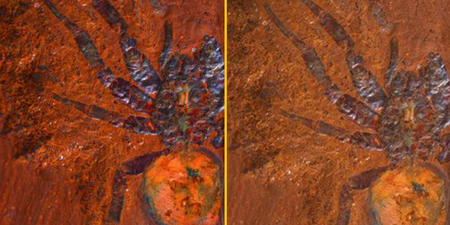 Scientists find ‘giant’ dinosaur spider fossil in Australia