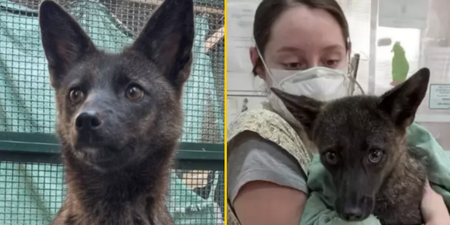 World’s first known dog-fox hybrid discovered in Brazil after being hit by car