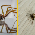 How to deal with sex-crazed spiders that will raid UK homes this month