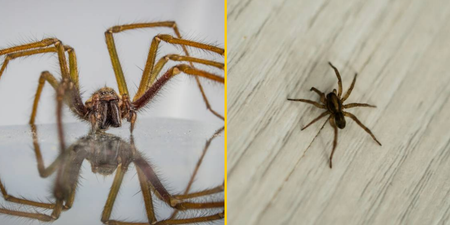 How to deal with sex-crazed spiders that will raid UK homes this month