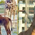 World’s only spotless giraffe has finally been given a name