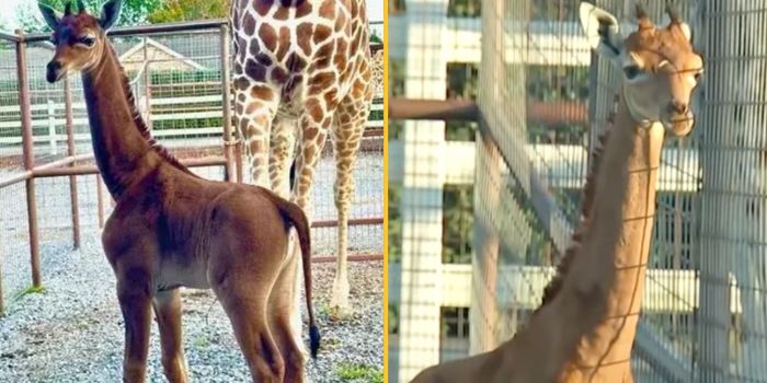 World's only spotless giraffe has finally been given a name