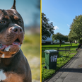 ‘Bully type dog’ tasered and put in wheelie bin by police after attacking two people
