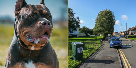 ‘Bully type dog’ tasered and put in wheelie bin by police after attacking two people