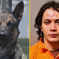 Yoda the police dog unveiled as hero who took down killer who escaped from jail