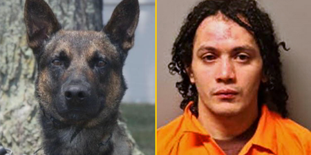 Yoda the police dog unveiled as hero who took down killer who escaped from jail